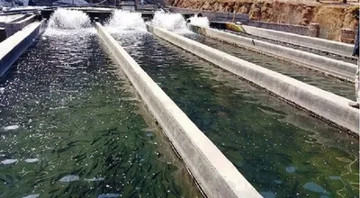 آبزی پروری