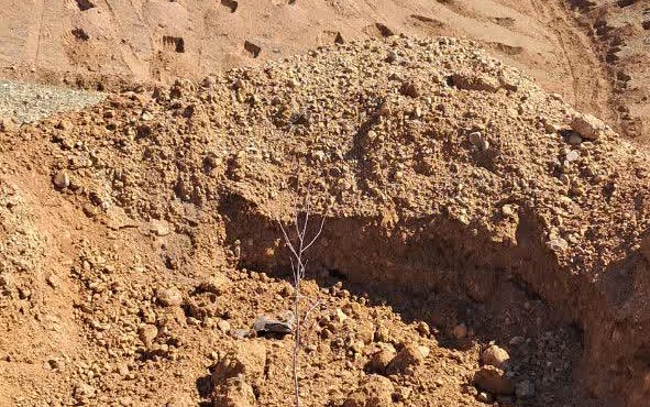 جنگل کاری هشتم