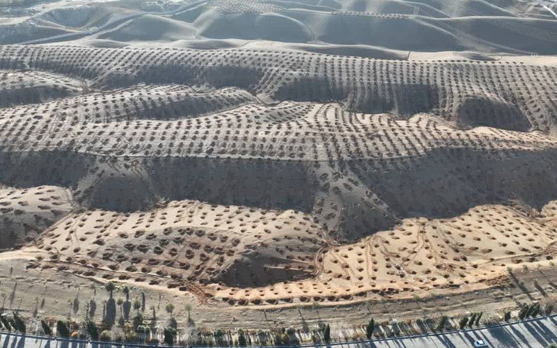 جنگل کاری پنجم