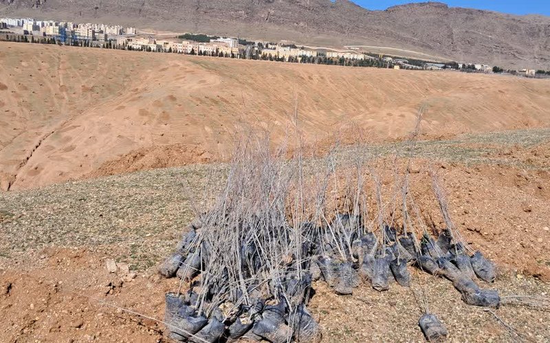جنگل کاری یازدهم